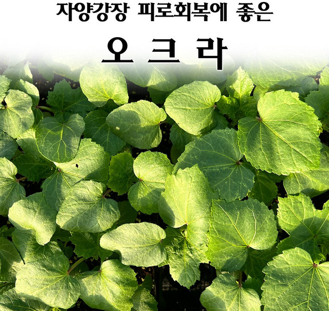 [모종심는아빠] 자양강장과 피로회복에 좋은 오크라 모종(컵포트), 1개