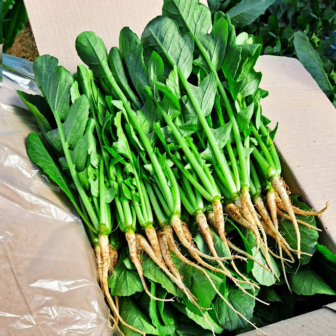 채소한 포천 어린열무 싱싱 국내산 수확, 2kg, 1개