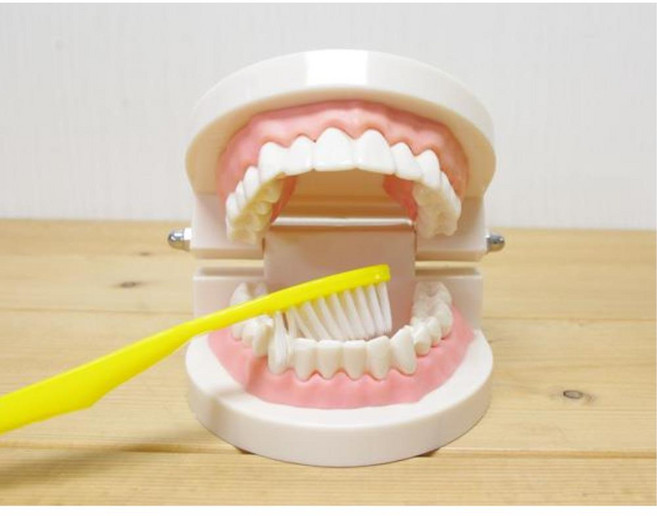 어린이집 칫솔 교육 치아 이빨 치과 모형 모형재료 보건 보건학 기자재