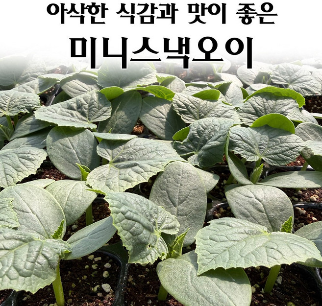 [모종심는아빠] 아삭한 식감과 맛이 좋은 미니스낵오이 모종, 3개