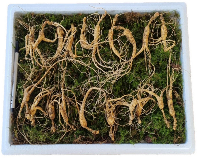 먹산삼 강원도 파지삼 10~11년근 산삼 장뇌삼, 1개, 10뿌리, 50g