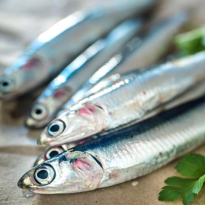 남해 생멸치 멸치쌈밥 손질 1kg 쌈밥멸치 조림용 생멸치찌개, 1개