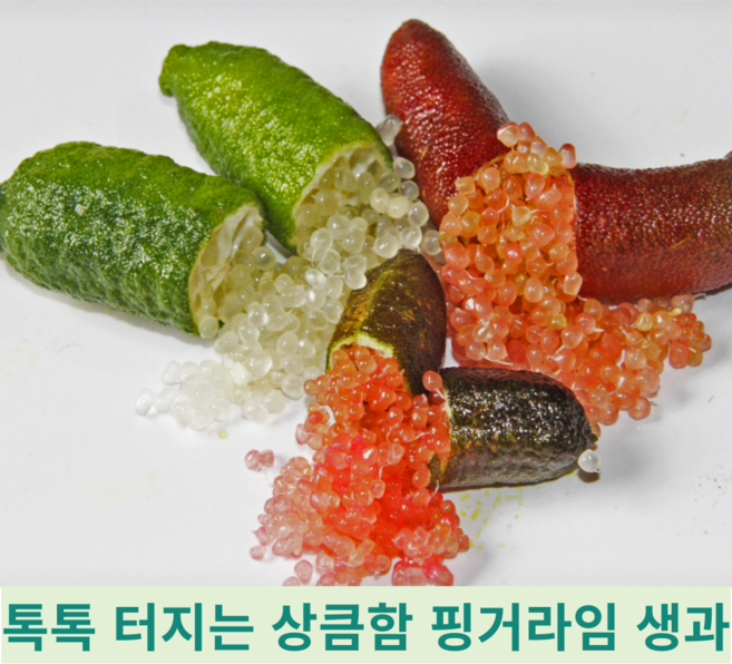 [국내산] 톡톡 팡팡 상큼한 열대과일 희귀 이색 손가락모양 캐비어라임 핑거라임 생과, 1개, 냉동 100g