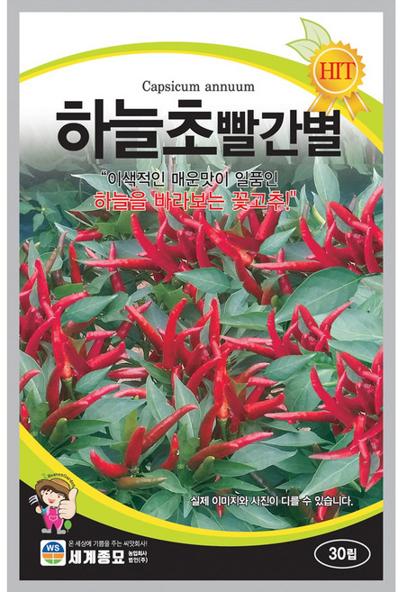 [주주씨앗] 고추 씨앗 30립 / 겨울 파종 작물 종자 씨앗몰 이색적인 매운맛 꽃고추 하늘초빨간별 종자, 1개
