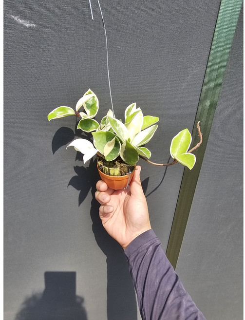 그린식물팜 카노사화이트 소품 호야 수입호야, 1개