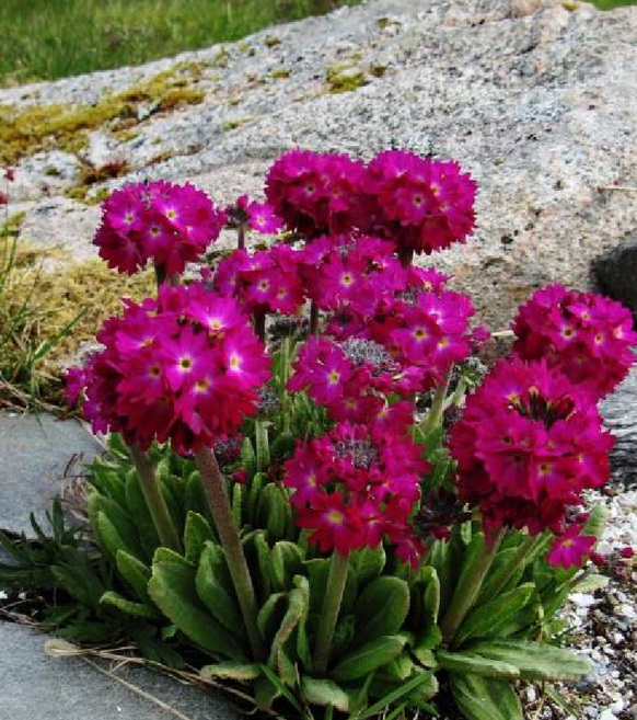 드럼스틱앵초 루빈컬렉션 10cm포트묘 노지월동 다년생 봄개화 천지가야생화, 3개