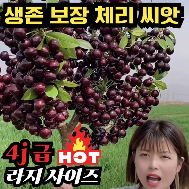 [4j급 라지] 체리 씨앗 한국 재배 적합 달콤한 대왕 자가수정 체리 묘목 씨앗, 50알