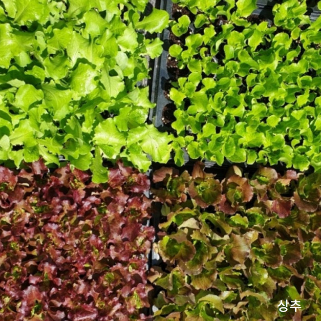 텃밭 베란다 정원용 모종 (청경채 로메인 고수 적양배추 상추 청겨자 부추 브로커리)