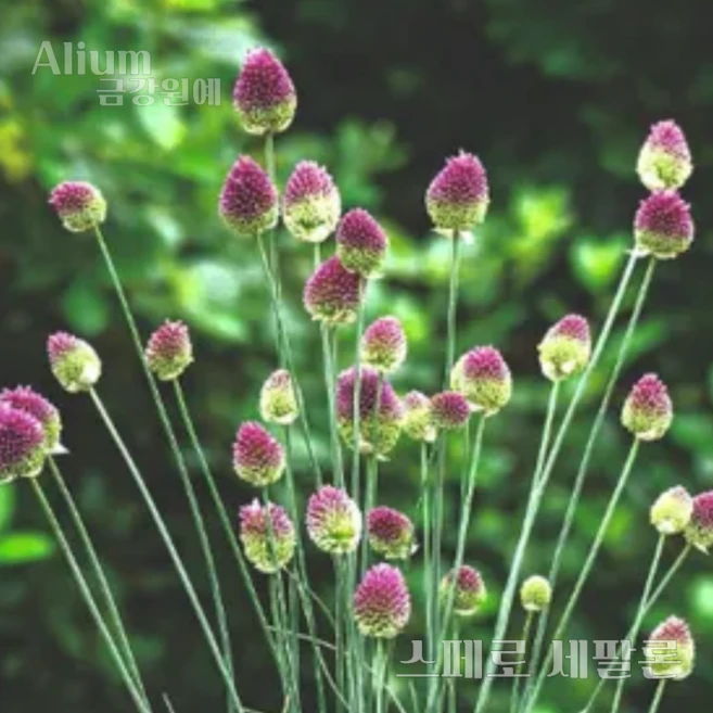 알리움(Allium) 스페로 세팔론(1set 5구) '아주 작은 구근입니다' 추식 구근 금강원예, 1개 - 쿠팡