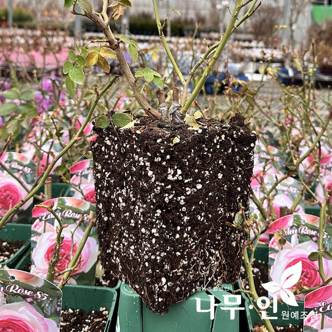 [나무인] 크로넨장미상토 20리터 무배