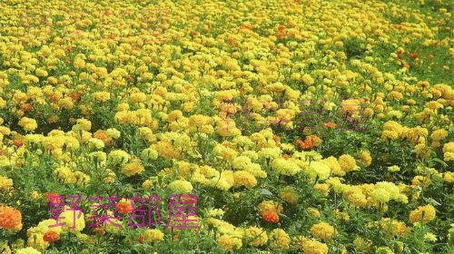 萬壽菊混合色種子 驅除線蟲 景觀花卉 花海種子, 1包