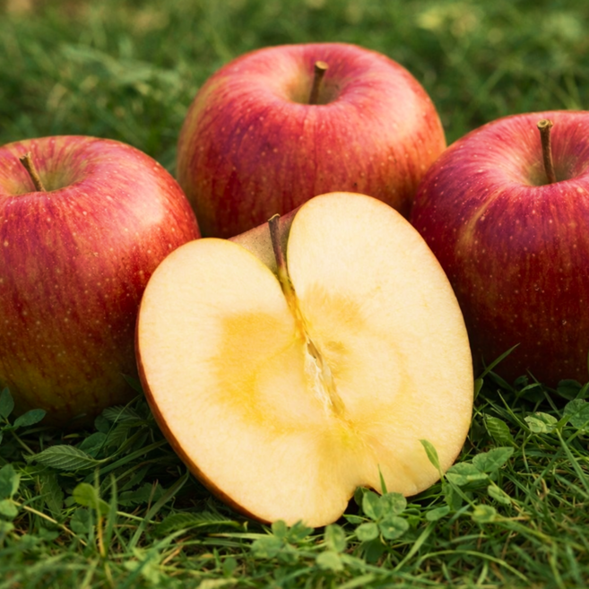 [명품농가] 국내산 부사 사과 고당도, 1박스, 10kg