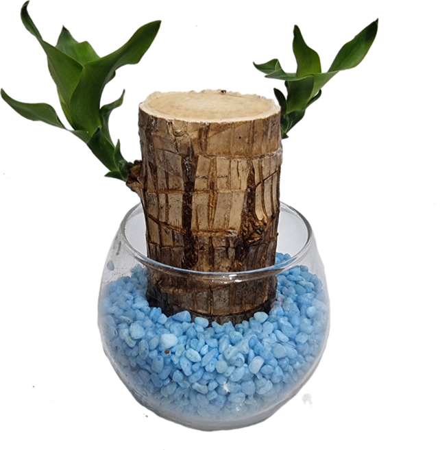 트리앤 유리병 행운죽 수경식물 실내식물 수경재배 공기정화식물 습도조절식물, 04. 단.지 행운목(하늘색) 1개