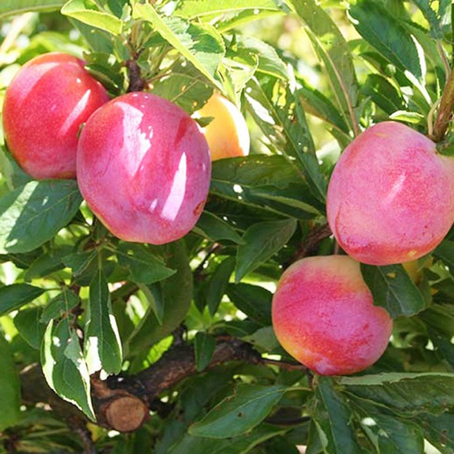 플럼코트 나무 묘목 - 하모니 DT화분 1개