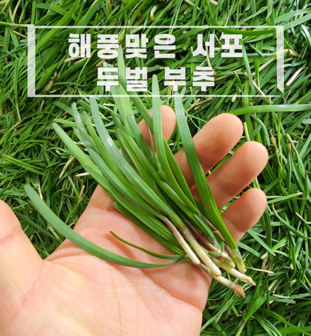 서포 해풍 노지 두벌 부추 겉절이 정구지, 초벌부추, 1개, 두벌부추 1kg