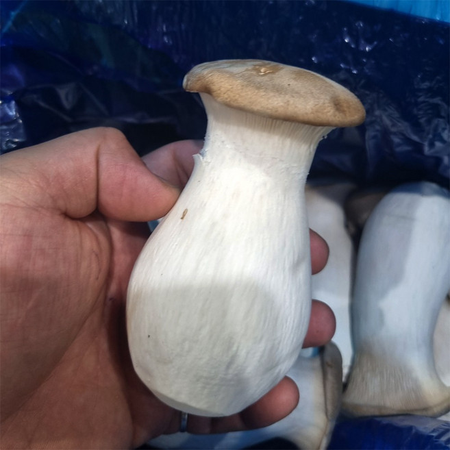 매일 매일 들어오는 신선한 새송이, 3박스, 업소용 새송이 2kg