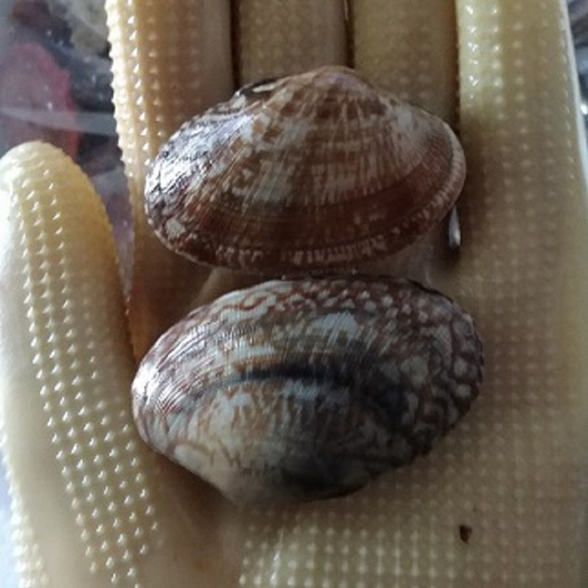 남해 활바지락1kg 바지락탕 칼국수용