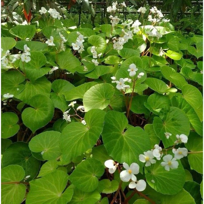 苔鑽 秋海棠 八香 3吋盆 裸根寄出 雨林植物 草本植物 觀葉植物 微景觀 盆栽 辦公室小品, 1個