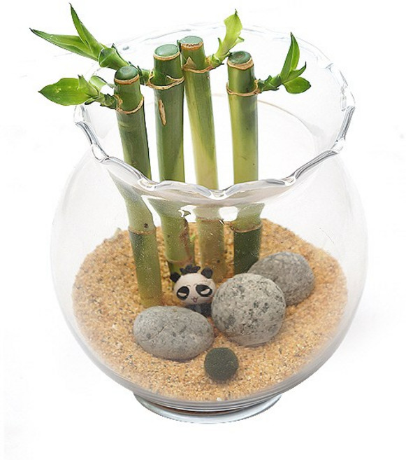 [가정의달선물] 복주머니 팬더 개운죽 마리모 키우기 110, 1개