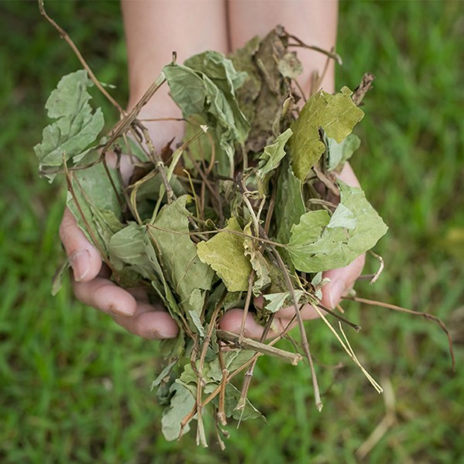 한가람건강원 국산 건 삼백초 100% 효능 약재 약초 200g 삼계탕 수육, 1개