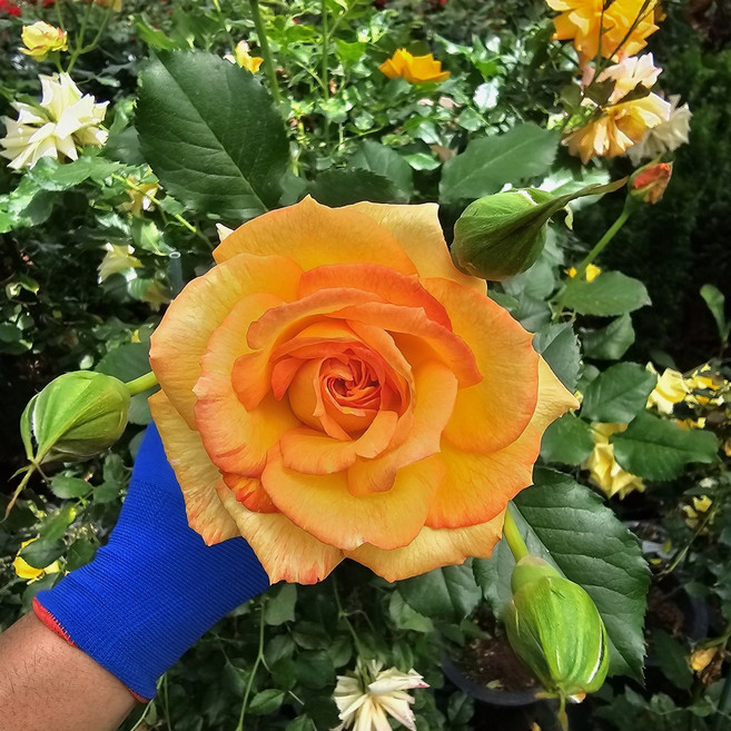 사계넝쿨장미 독일장미 덩굴장미 특대형 묘목 사계절장미 노지월동, 1개, 사하라