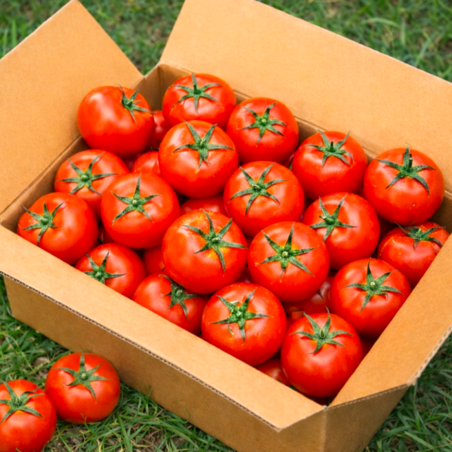 [설렘 토마토] 국내산 정품 찰 완숙토마토 신선보장, 1박스, 2.5kg (정품)