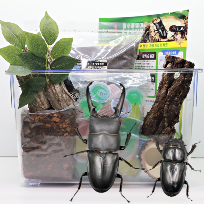 넓적사슴벌레 한쌍포함 키우기 사육세트, 1개, [기본형]
