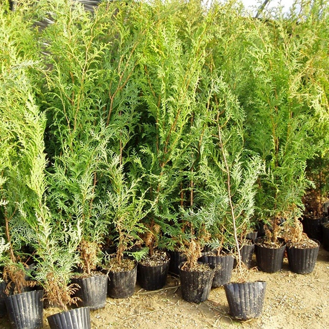 편백나무 편백나무묘목 편백묘목, 1개, (편백나무4년생1미터)