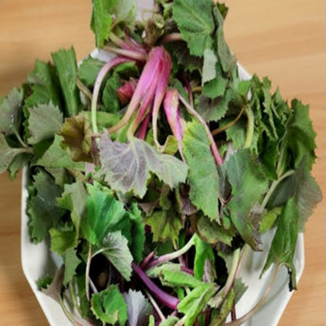 속리산[자생]자연산 머위잎 머위나물 머우 머구 1kg, 1개