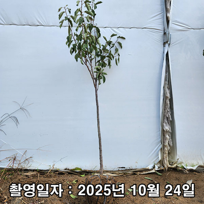 충주원예조경 / 자두나무 / 후무사 / 3년생 / 결실주, 1개