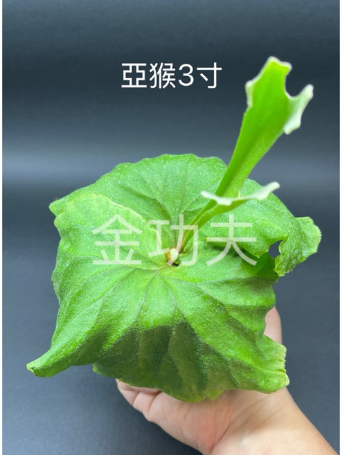 金功夫植物園 新手必收款 亞洲猴腦鹿角蕨 亞猴 室內植物 盆栽 上板, 1個, 1顆3吋亞洲猴腦（有出手）