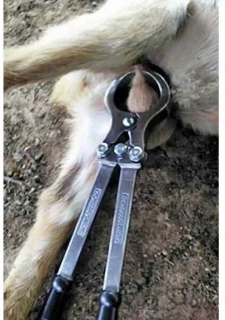 축산용품 거세기 양 돼지 거세 무혈 농장 가축, 소 거세  스테인레스 스틸, 1개