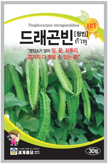세계종묘 드레곤빈 씨앗 30립, 1개
