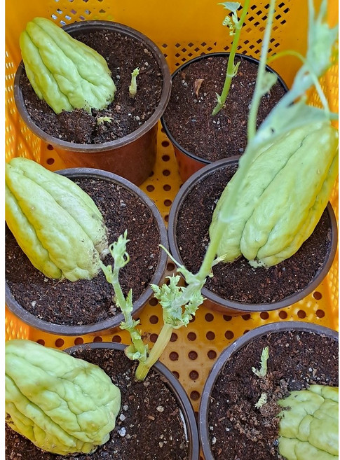 상태좋은 차요테 모종(포트), 2개