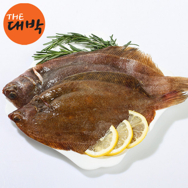 [당일조업] 자연산 제철 봄 도다리, 3개, 1kg (1-4미), 활 도다리