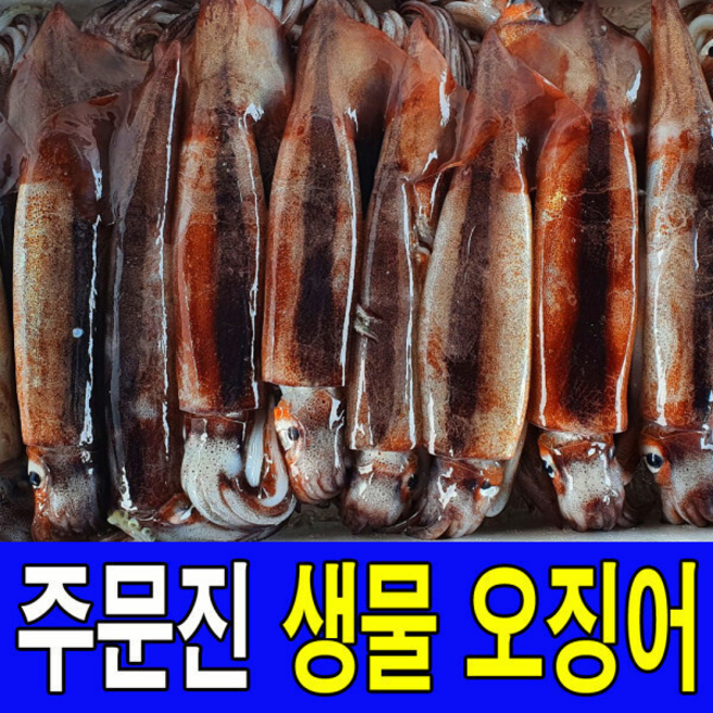국내산 주문진 통찜용 비손질 생물 오징어 10마리 통오징어 생오징어 신선도 유지를 위해 급속냉동하여 발송, 1세트, 통오징어 10마리 1.2kg