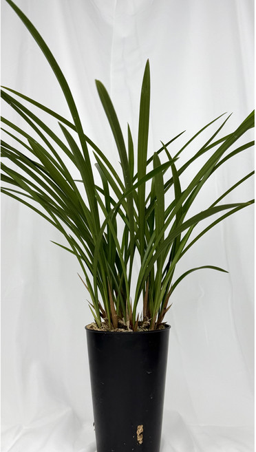 [다온난가든] 동양난 철골(엽물-꽃대X) 취임/축하/고급선물 동양란, 1개