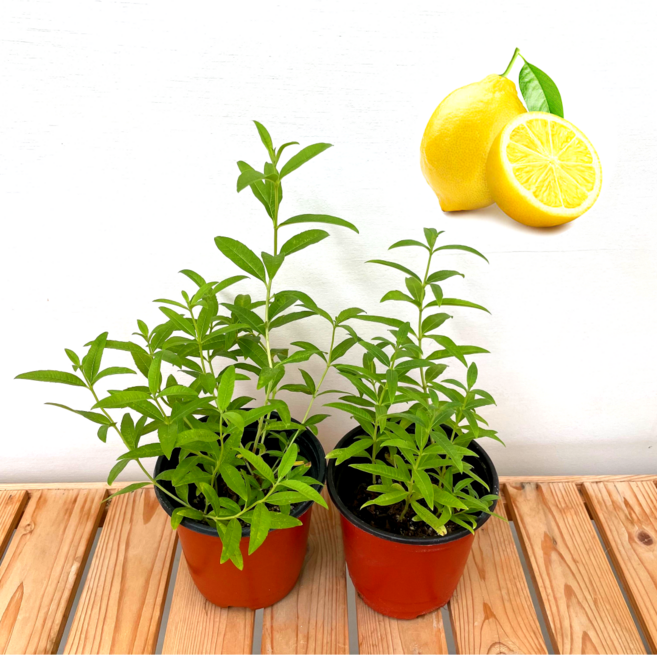 레몬향 레몬허브 레몬버베나1+1, 1개