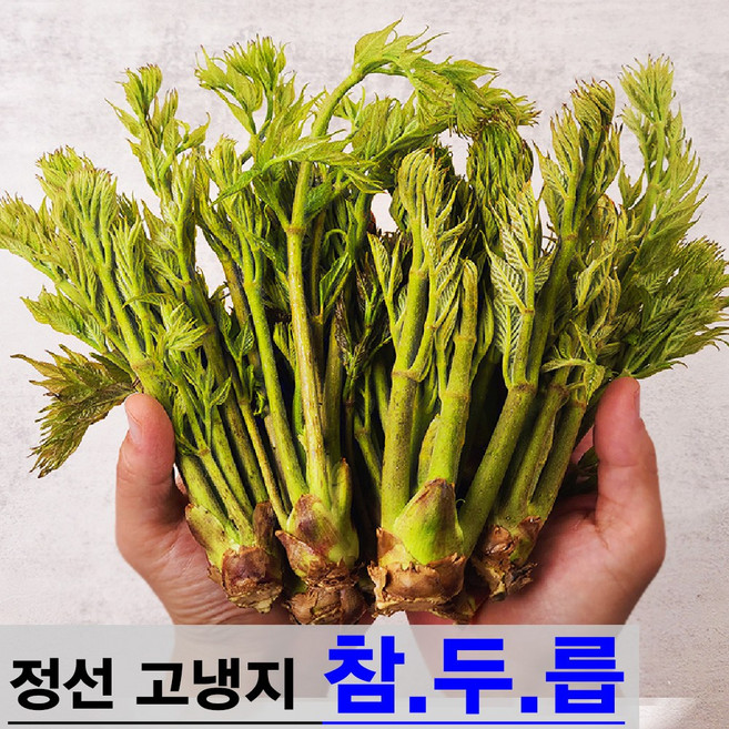 햇살농원 정선 고냉지 자연산 생 참두릅 산두릅 당일수확 산지직송, 1개, 고냉지 생 참두릅 500g