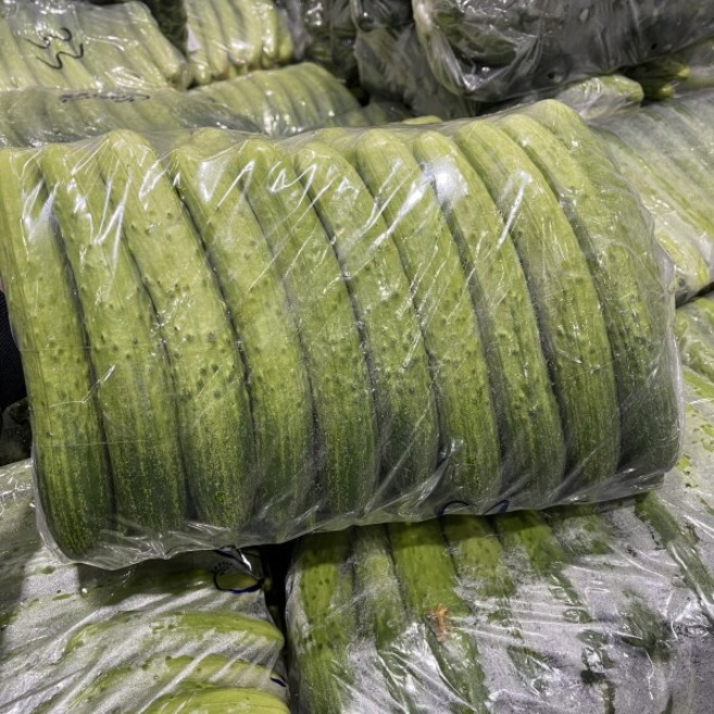 오이지용 백다다기 오이 50개내외 절임 아삭, 1박스, [행사용] 오이지용 오이 50개 내외