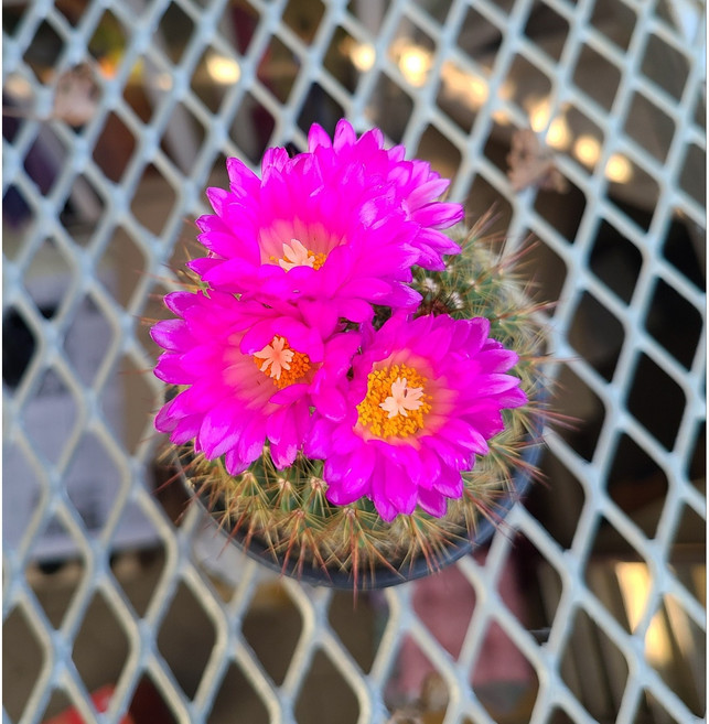 행복한꽃순이/﻿홍채옥선인장(10cm분)/가시/진분홍, 1개