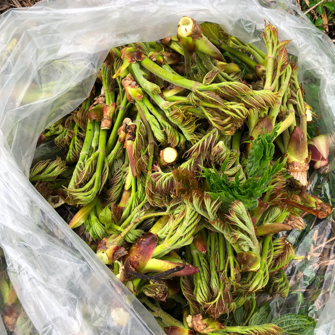 [초특가]최상급 두릅 국내산 참두릅 산지직송, 1개, 500g