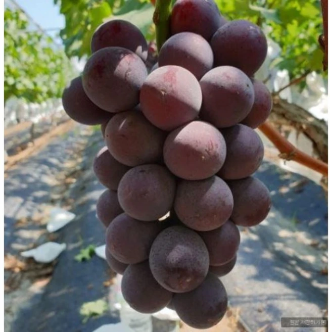 거봉포도 자옥거봉 포도나무 3년생 결실주 분묘 - 쿠팡