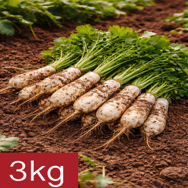 [말똥이네] 당일수확 알타리무 총각무 산지직송, 3kg, 1개