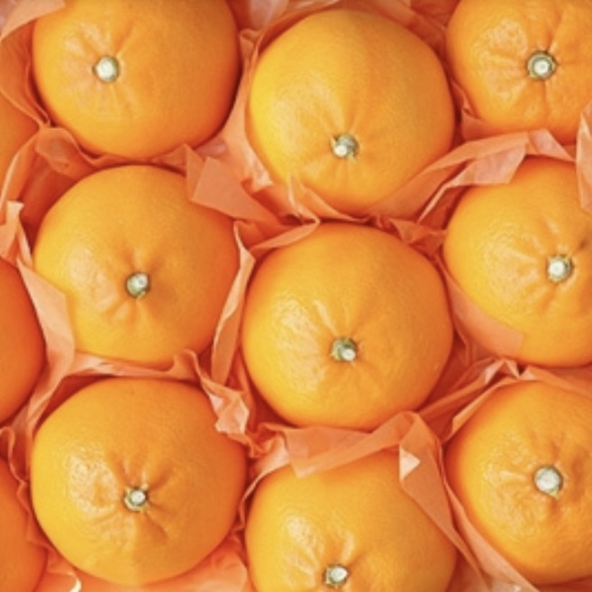 서귀포 천혜향 신선한 과일, 1박스, 3kg 꼬마과