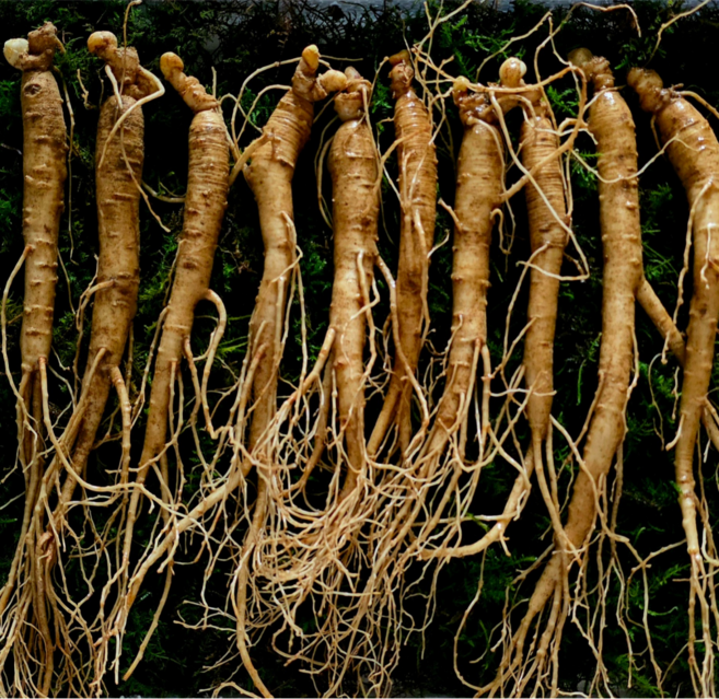 [임금님산삼] 강원도 산삼 5~6년 못난이삼 진짜 산양삼 10/20/30뿌리 장뇌삼 고산지대 1200고지, 5g, 10개