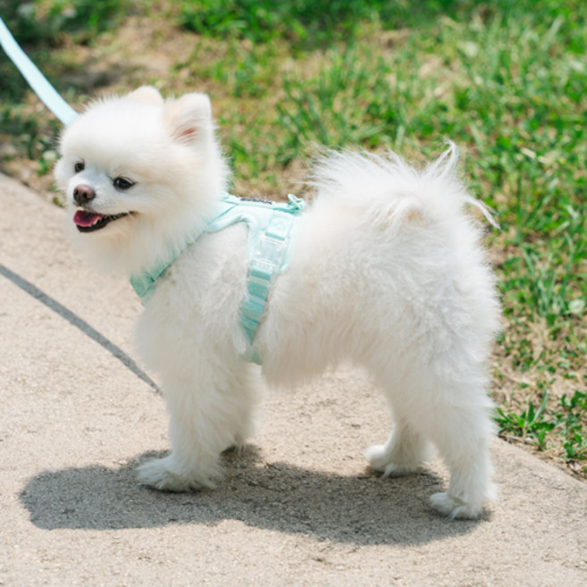 로이벤 편안한 베이직 하네스 + 리드줄 분리형 세트, 1개, 민트