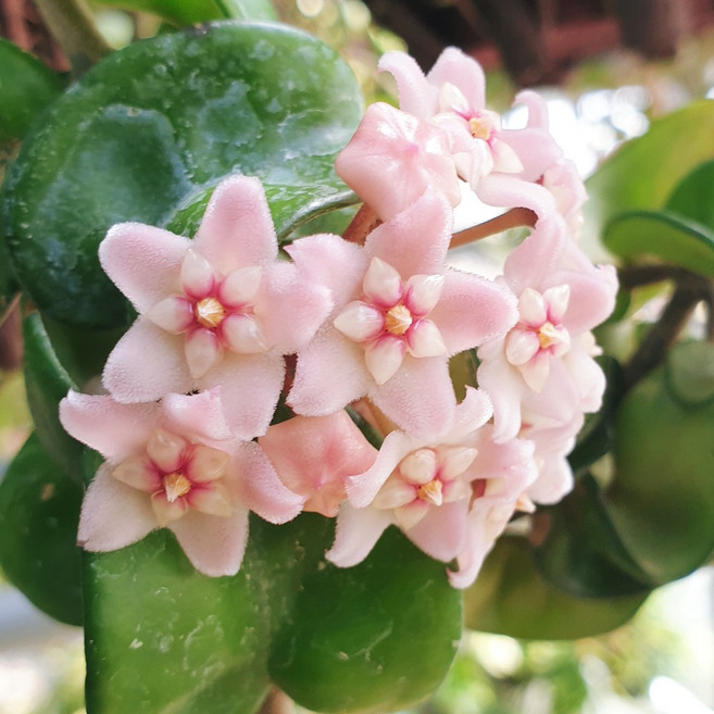 호야 콤팩타 소풍 리본 꼬불이 호야 희귀 식물 종류 키우기, 1개