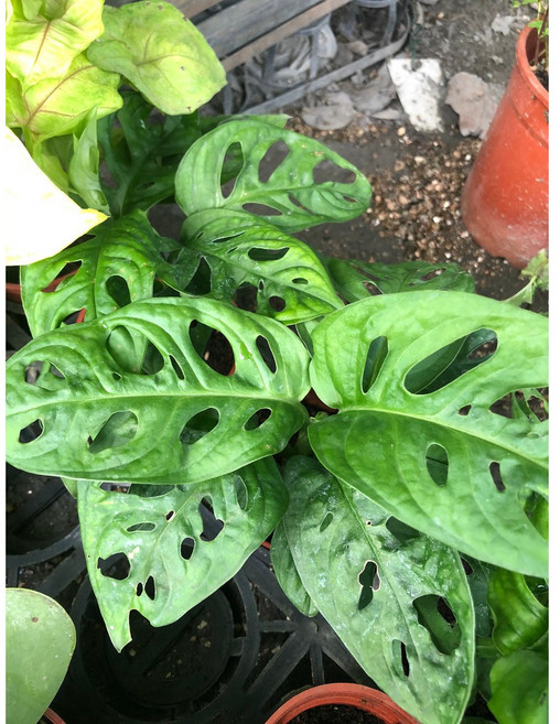 花花世界 洞洞蔓綠絨(窗孔龜背芋) 3吋盆栽 - 南星科綠植, 1個