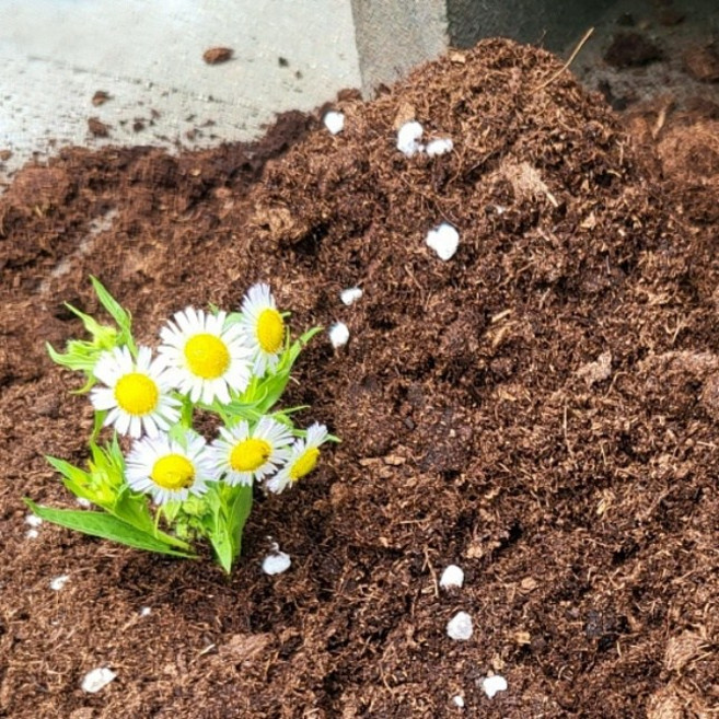 지렁이 배양토 30L 원예용 상토 화분 분갈이 흙, 1개